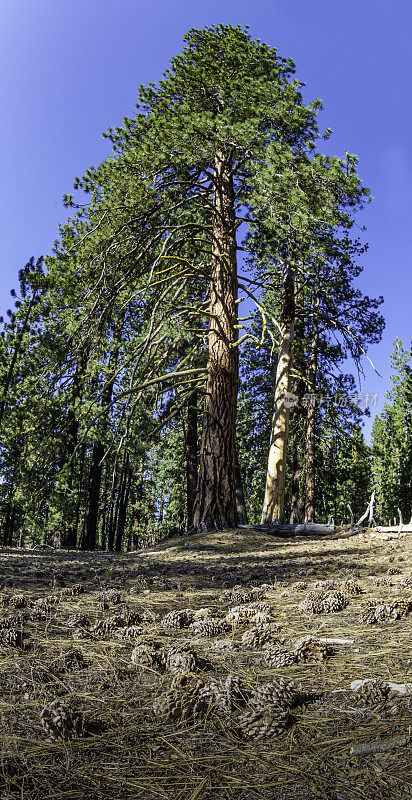 杰弗里·派恩(Jeffrey Pine)，加州拉森火山国家公园(Lassen volcano National Park)，靠近cincercone的杰弗里·派恩(Pinus jeffreyi);喀斯喀特山脉。松科。